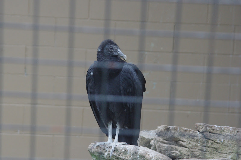 2014 - American Black Vulture, Birds of Prey Conservation Centre