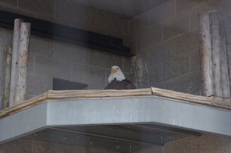 2014 - Bald Eagle, Birds of Prey Conservation Centre