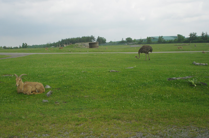 2014 - Barbary Sheep and Common Ostrich, Rocky Ridge Veldt