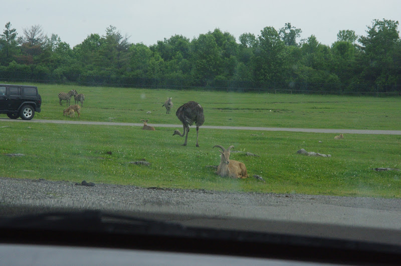 2014 - Barbary Sheep, Common Ostrich and Grant's Zebras, Rocky Ridge Veldt