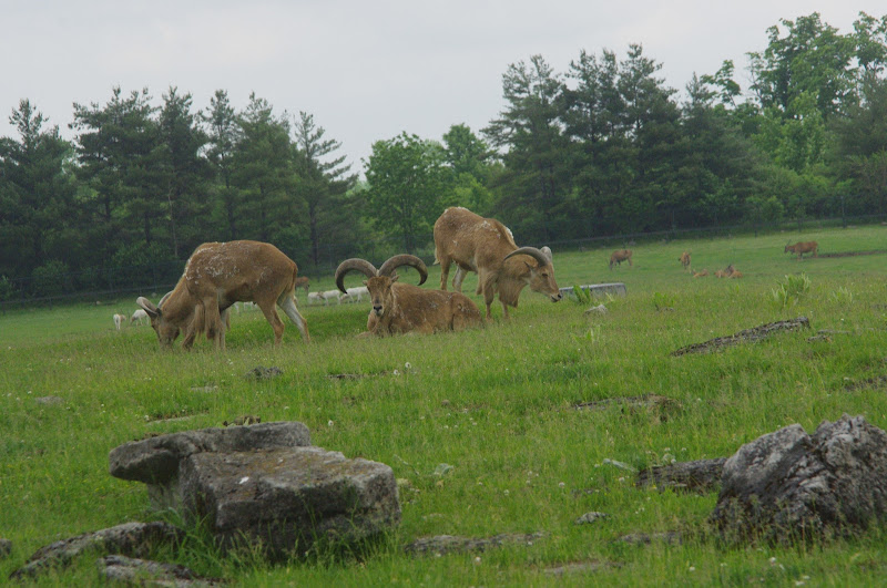 2014 - Barbary Sheep, Rocky Ridge Veldt