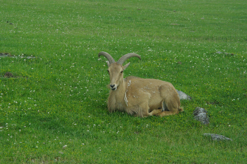 2014 - Barbary Sheep, Rocky Ridge Veldt