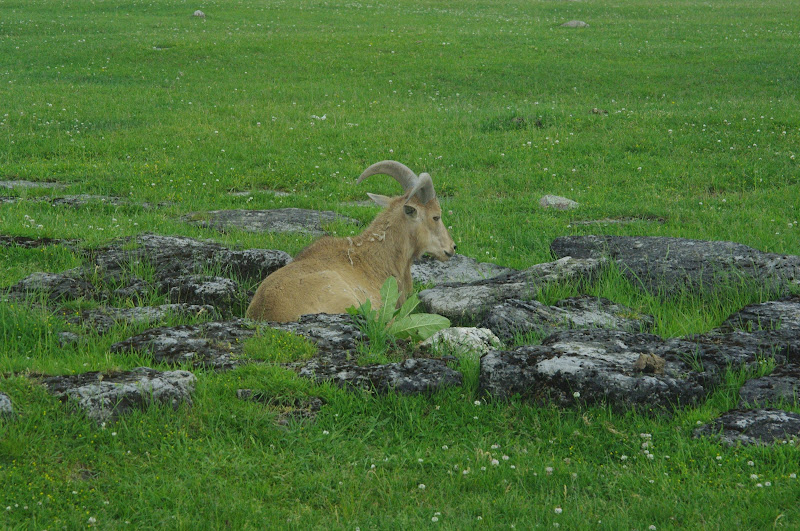 2014 - Barbary Sheep, Rocky Ridge Veldt