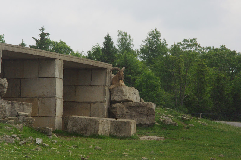 2014 - Barbary Sheep, Rocky Ridge Veldt
