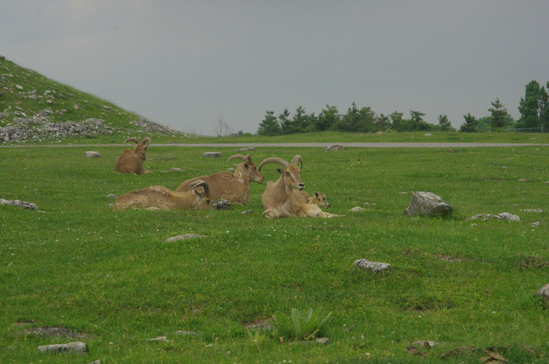 2014 - Barbary Sheep, Rocky Ridge Veldt