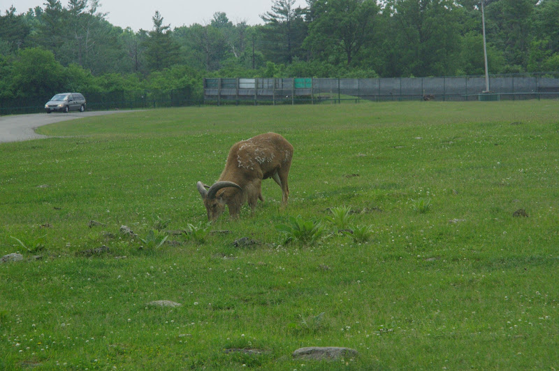 2014 - Barbary Sheep, Rocky Ridge Veldt