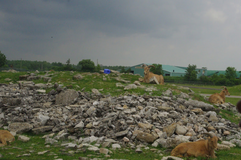 2014 - Barbary Sheep, Rocky Ridge Veldt