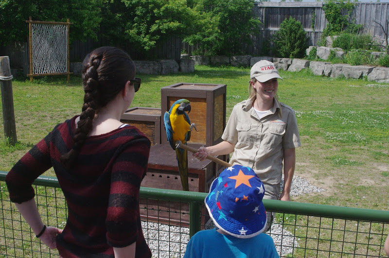 2014 - Blue-and-yellow Macaw, Parrot Paradise presentation