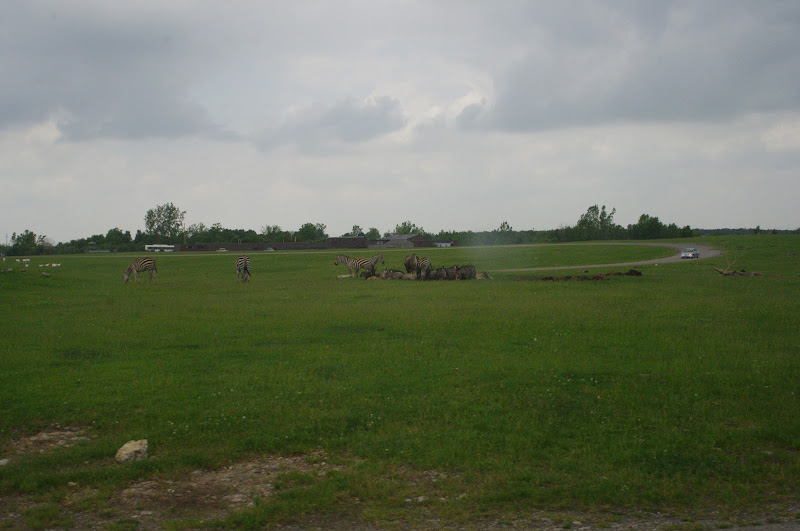 2014 - Blue Wildebeest, Grants Zebras and Scimitar-horned Oryx, Rocky Ridge Veldt