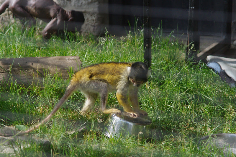 2014 - Bolivian Squirrel Monkey, Pet's Corner