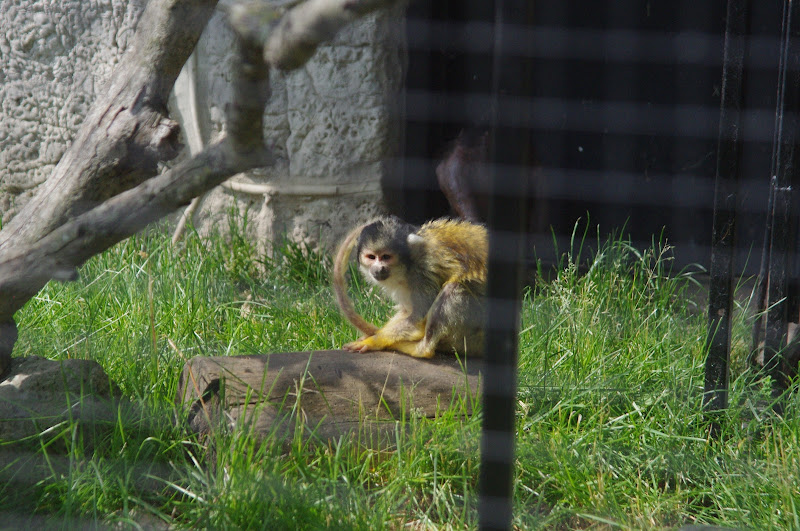 2014 - Bolivian Squirrel Monkey, Pet's Corner