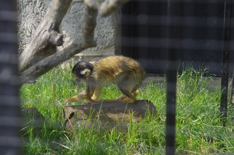 2014 - Bolivian Squirrel Monkey, Pet's Corner