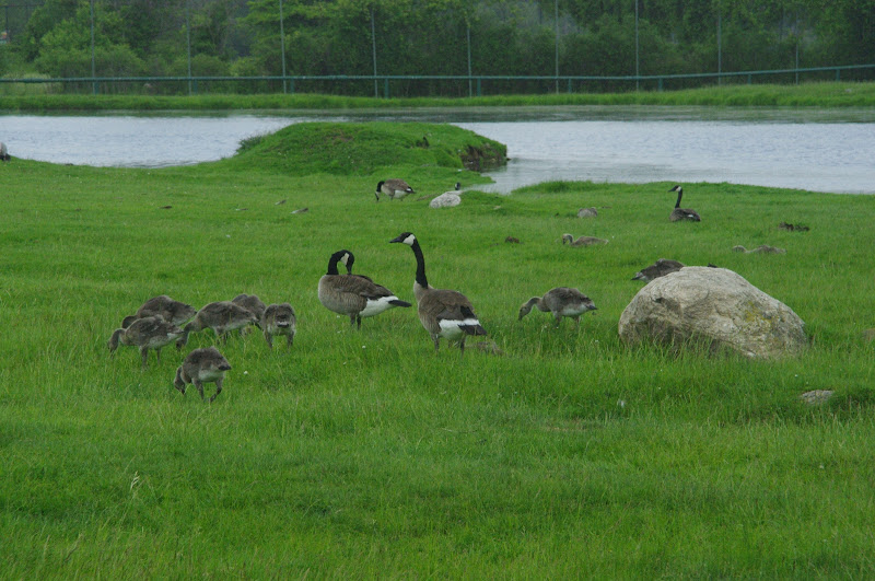 2014 - Canada Geese (wild)