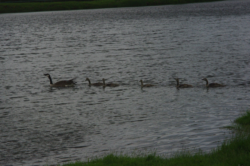 2014 - Canada Geese (wild)