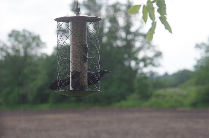 2014 - Common Grackle, Toronto