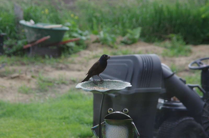 2014 - Common Grackle, Toronto