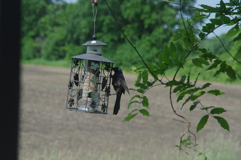 2014 - Common Grackle, Toronto