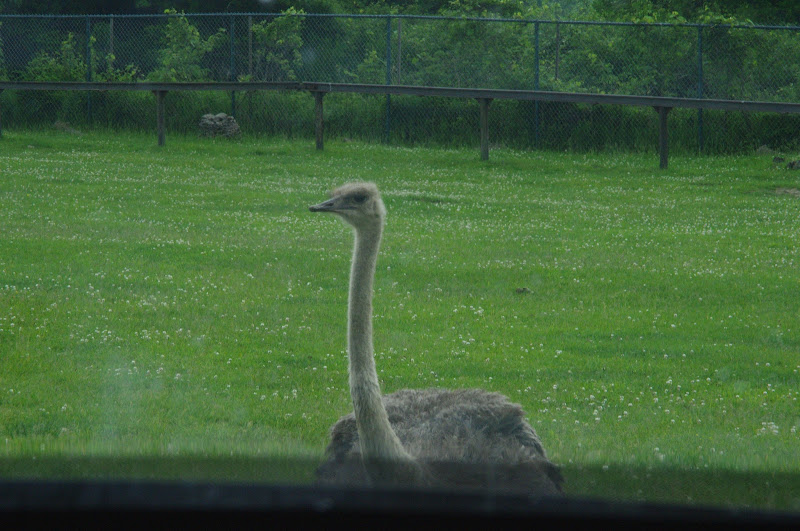 2014 - Common Ostrich, Rocky Ridge Veldt