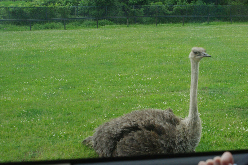 2014 - Common Ostrich, Rocky Ridge Veldt