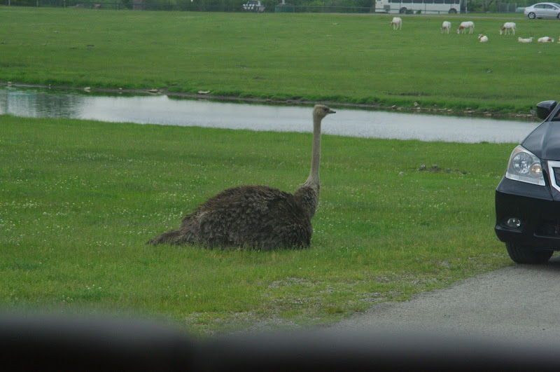 2014 - Common Ostrich, Rocky Ridge Veldt