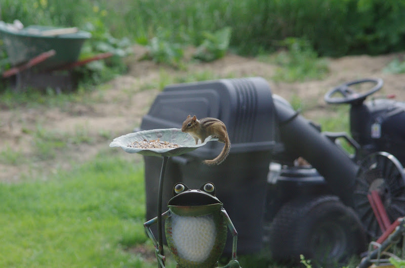 2014 - Eastern Chipmunk, Toronto