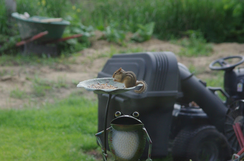 2014 - Eastern Chipmunk, Toronto