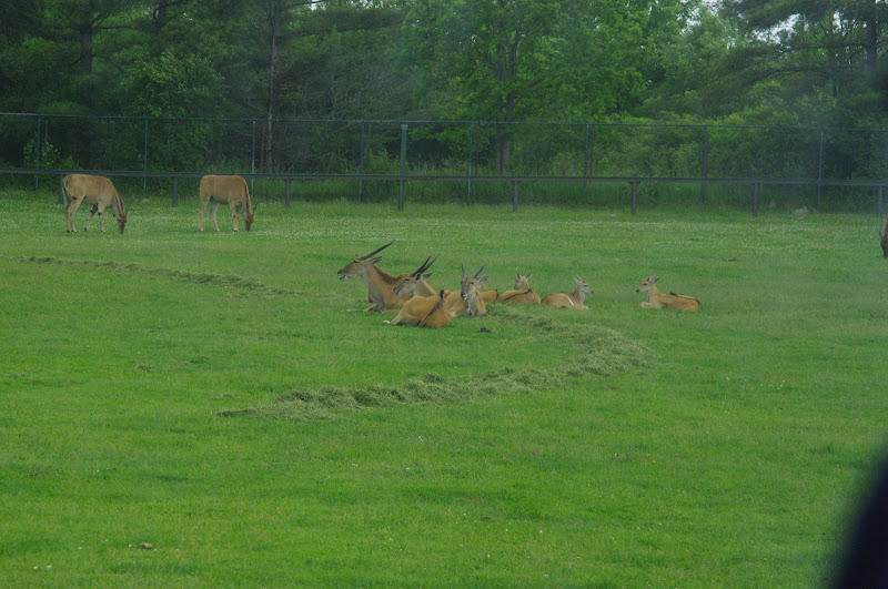 2014 - Eland, Rocky Ridge Veldt