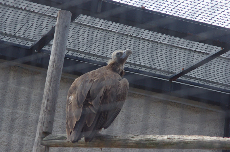 2014 - Eurasian Black Vulture, Birds of Prey Conservation Centre