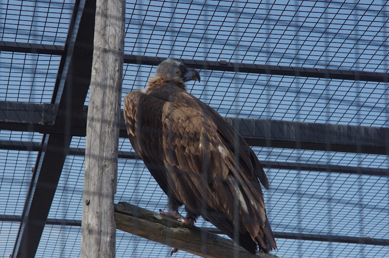 2014 - Eurasian Black Vulture, Birds of Prey Conservation Centre