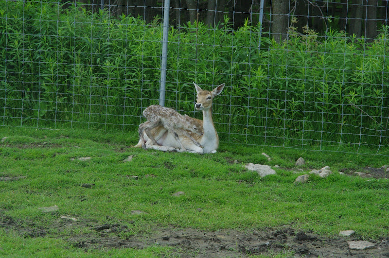 2014 - European Fallow Deer, North America