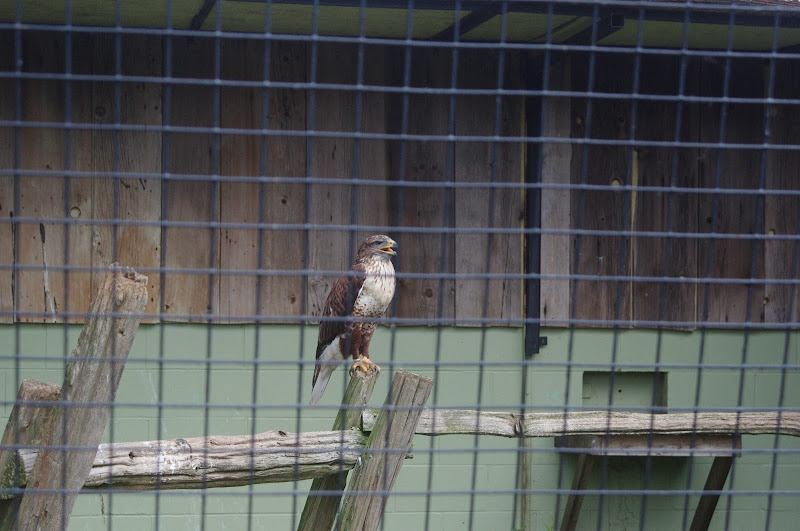 2014 - Ferruginous Hawk, Birds of Prey Conservation Centre