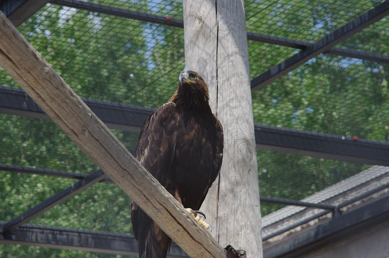 2014 - Golden Eagle, Birds of Prey Conservation Centre