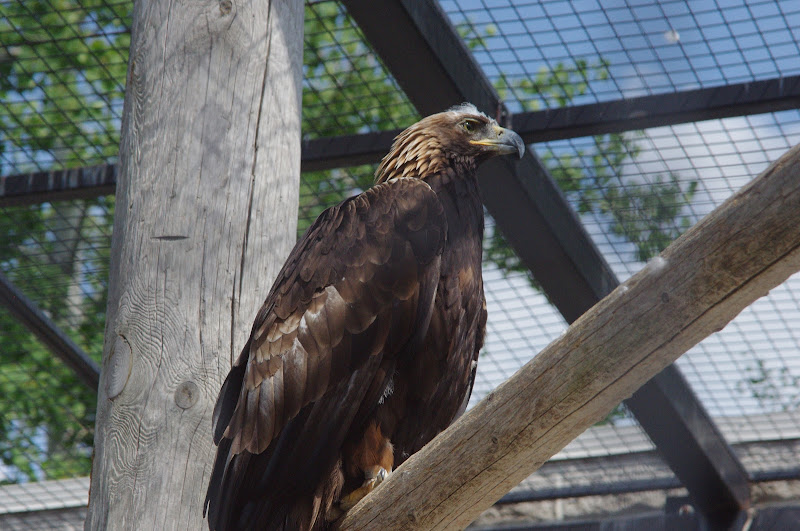 2014 - Golden Eagle, Birds of Prey Conservation Centre