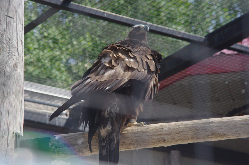 2014 - Golden Eagle, Birds of Prey Conservation Centre