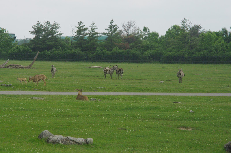 2014 - Grant's Zebras and Barbary Sheep, Rocky Ridge Veldt