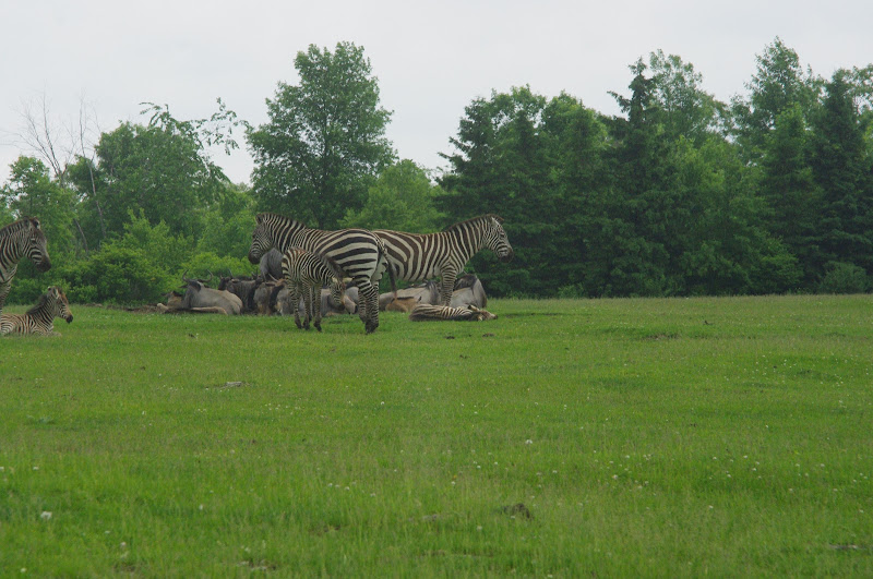 2014 - Grants Zebras and Blue Wildebeest, Rocky Ridge Veldt