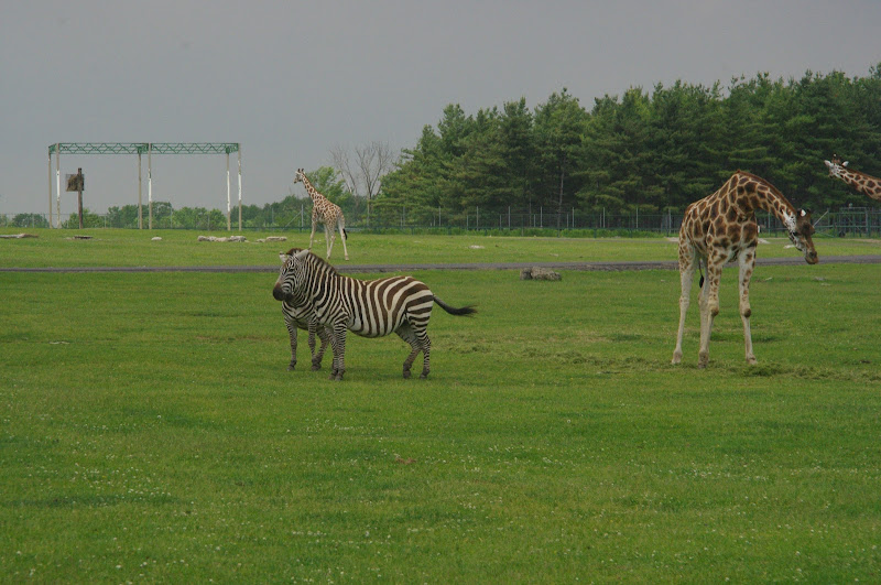 2014 - Grant's Zebras and Rothschild's Giraffes, Rocky Ridge Veldt