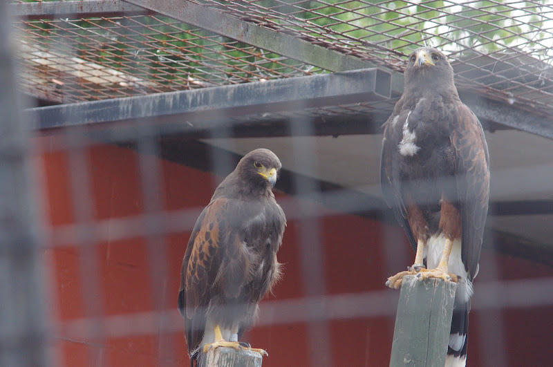 2014 - Harris Hawks, Birds of Prey Conservation Centre
