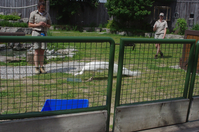 2014 - Indian Peafowl, Parrot Paradise presentation