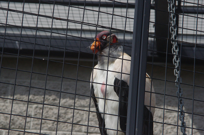 2014 - King Vulture, Birds of Prey Conservation Centre