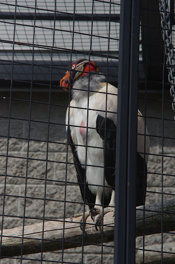 2014 - King Vulture, Birds of Prey Conservation Centre