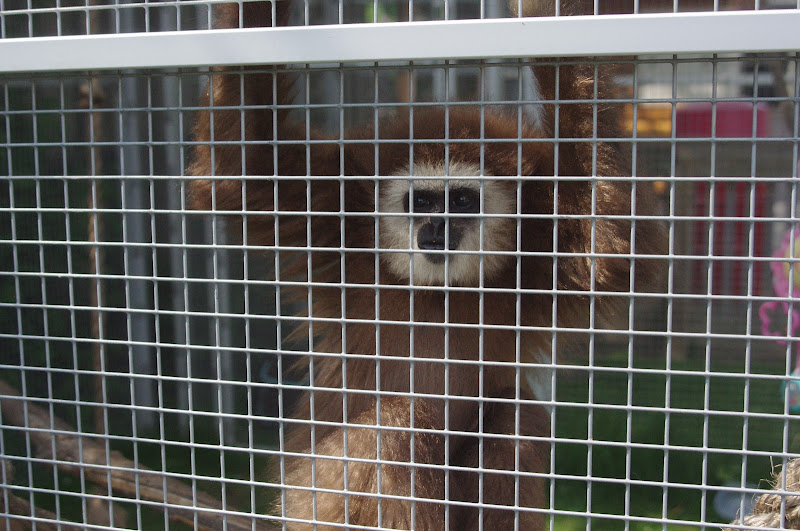 2014 - Lar Gibbon, Pet's Corner