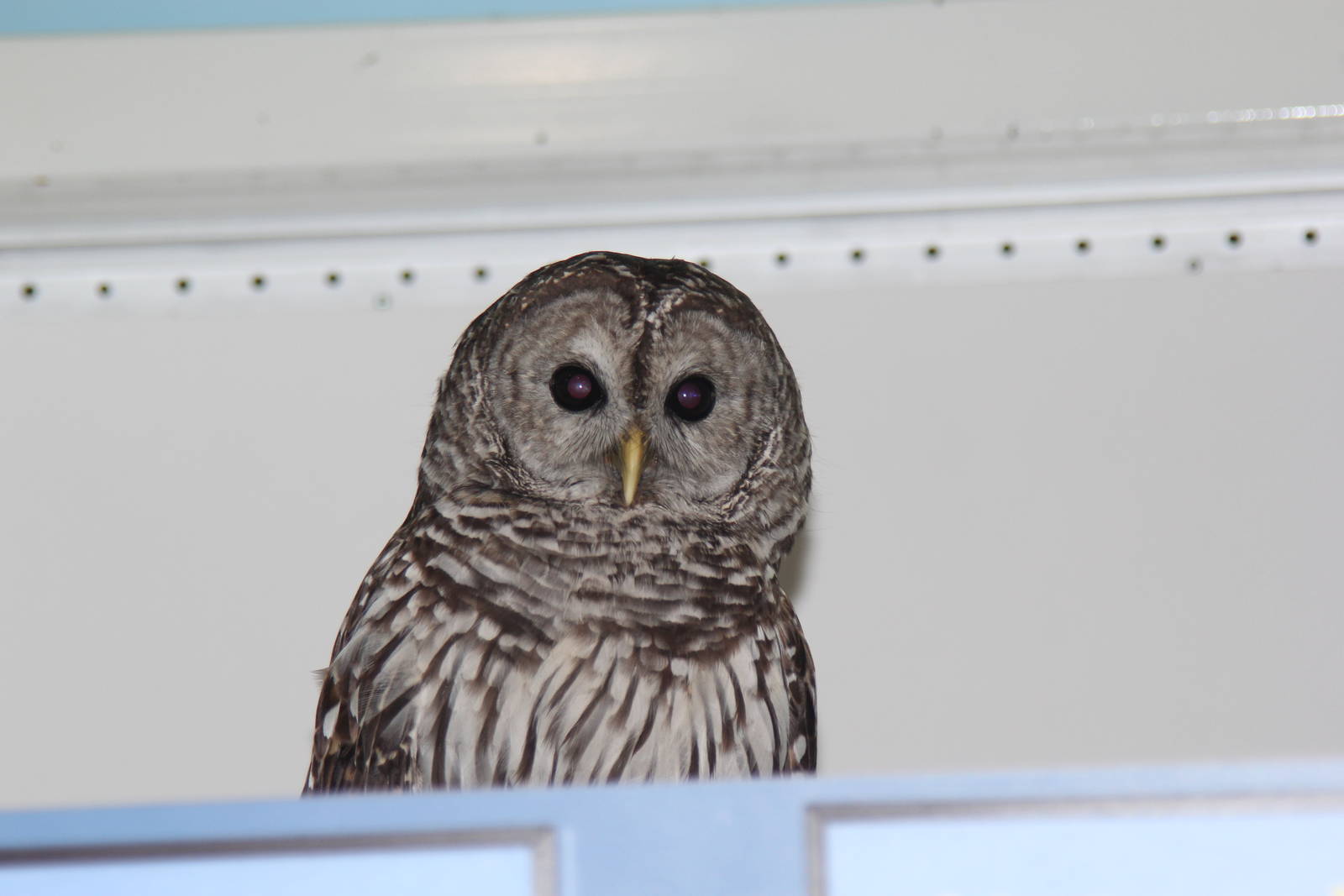 2014 Lindsay Wildlife Museum