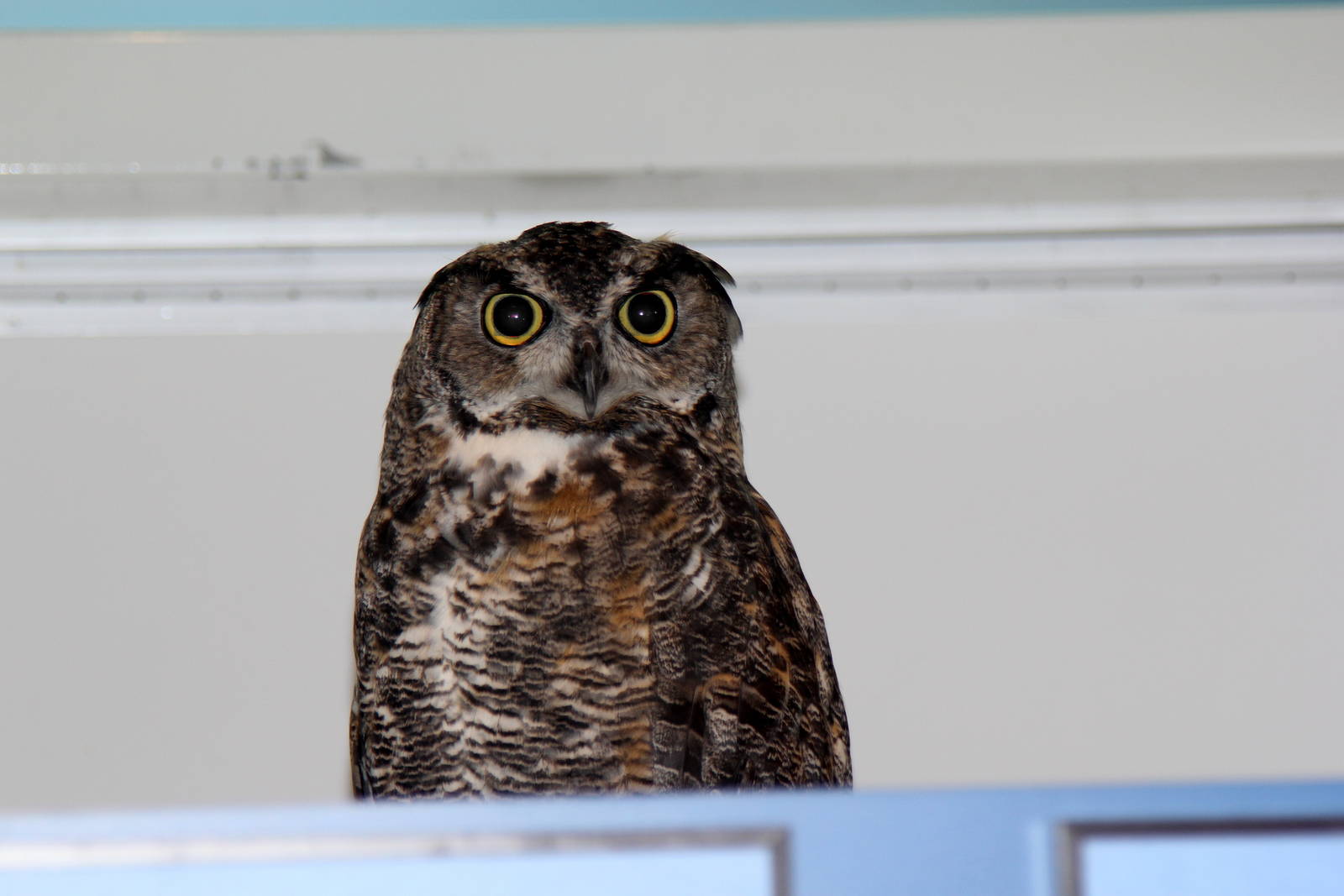 2014 Lindsay Wildlife Museum