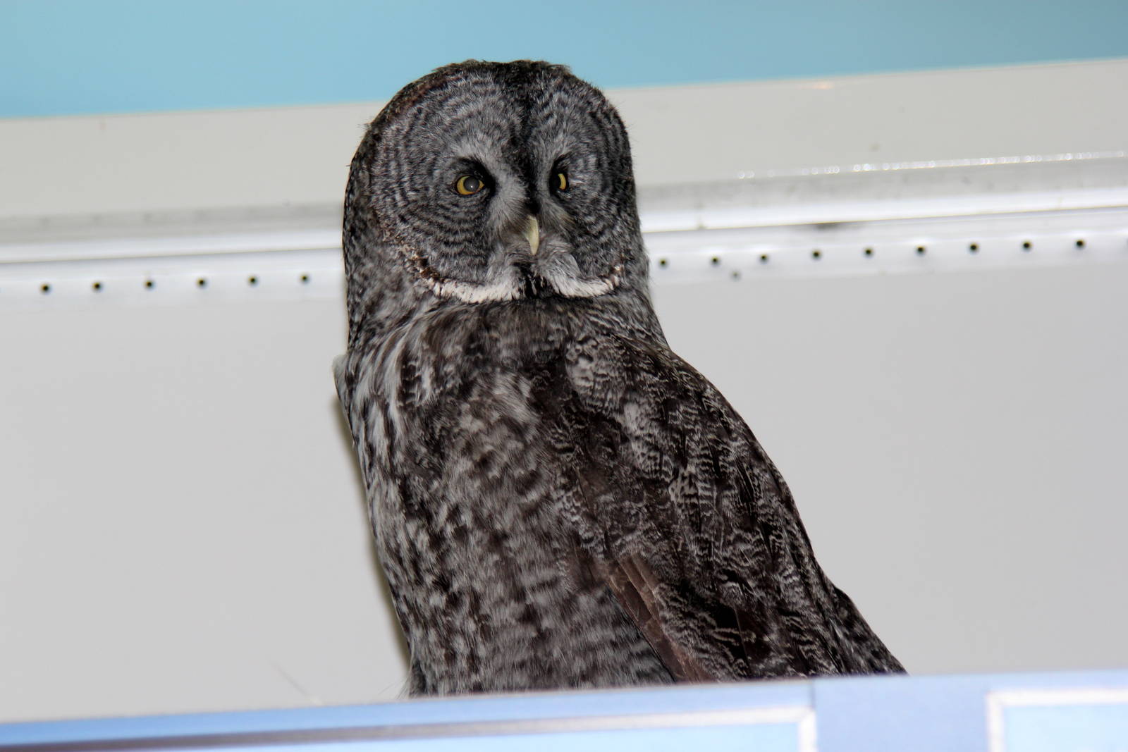 2014 Lindsay Wildlife Museum