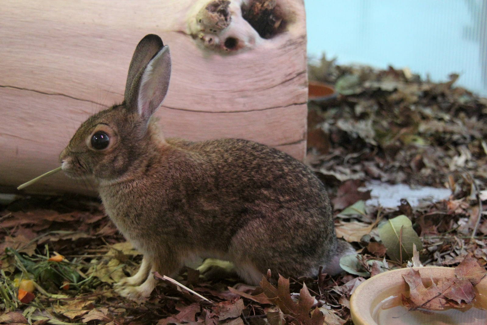 2014 Lindsay Wildlife Museum