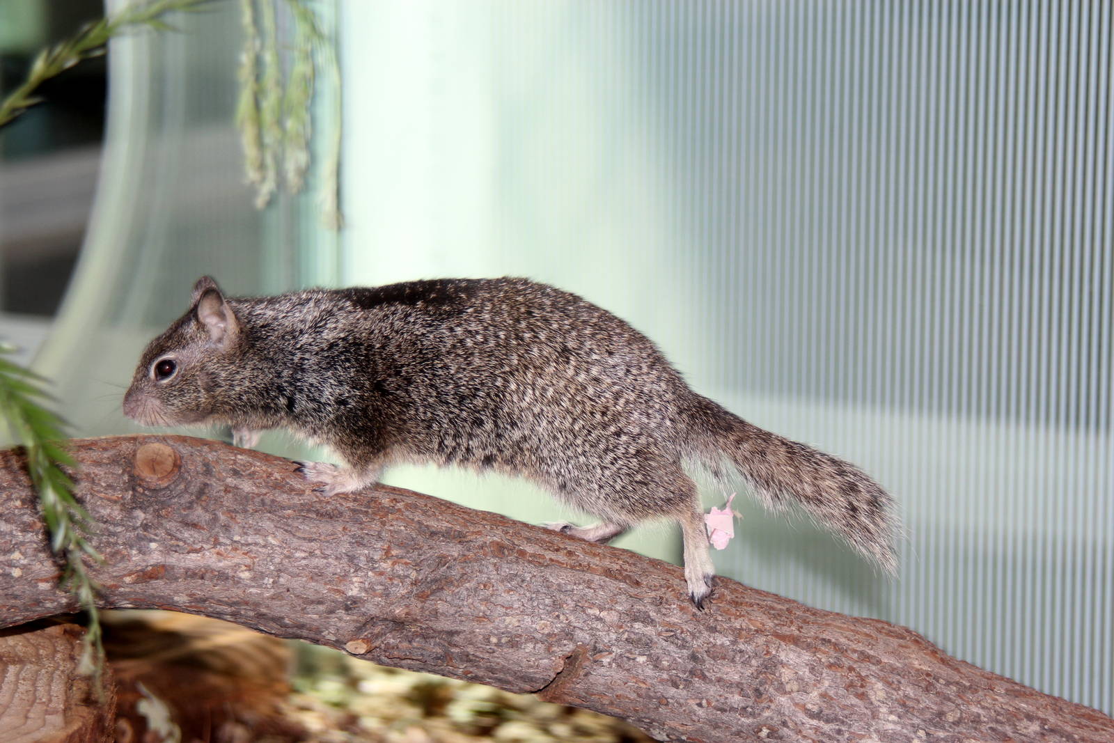 2014 Lindsay Wildlife Museum