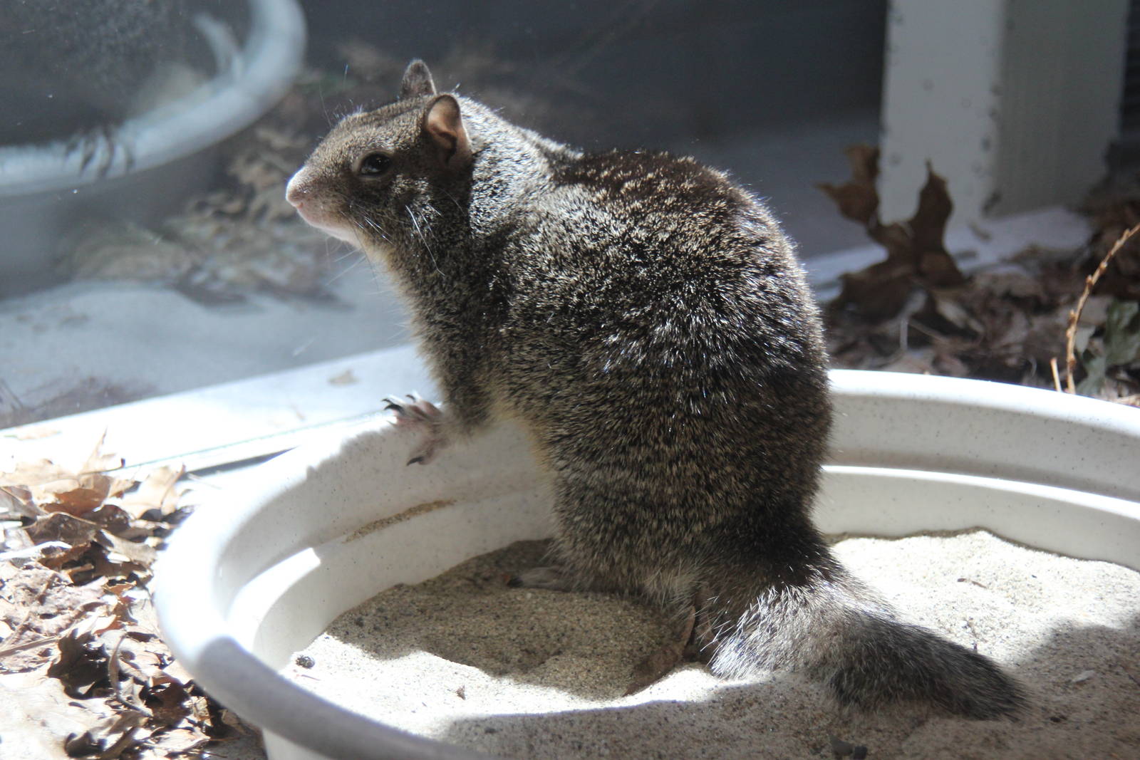 2014 Lindsay Wildlife Museum