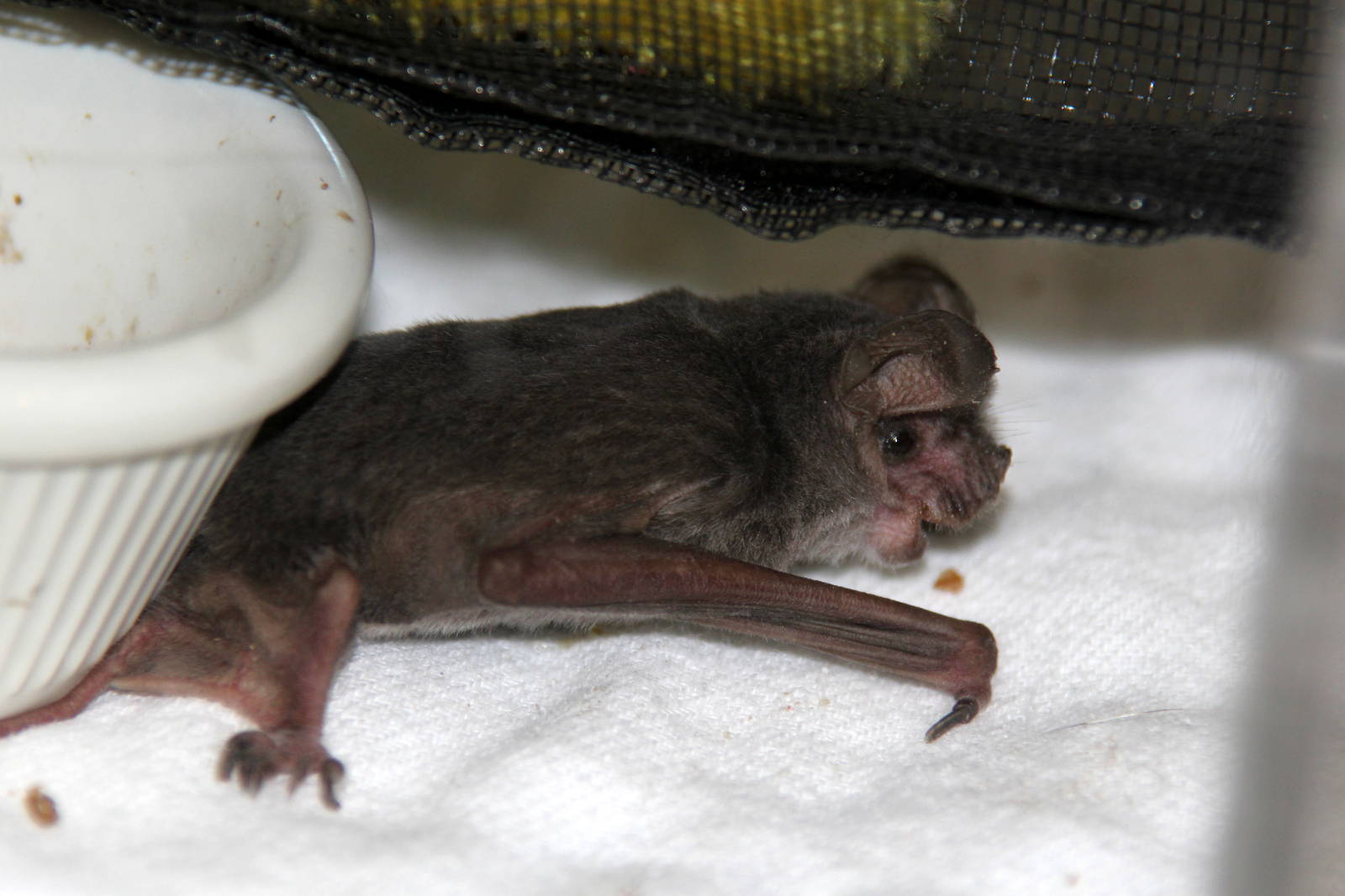 2014 Lindsay Wildlife Museum