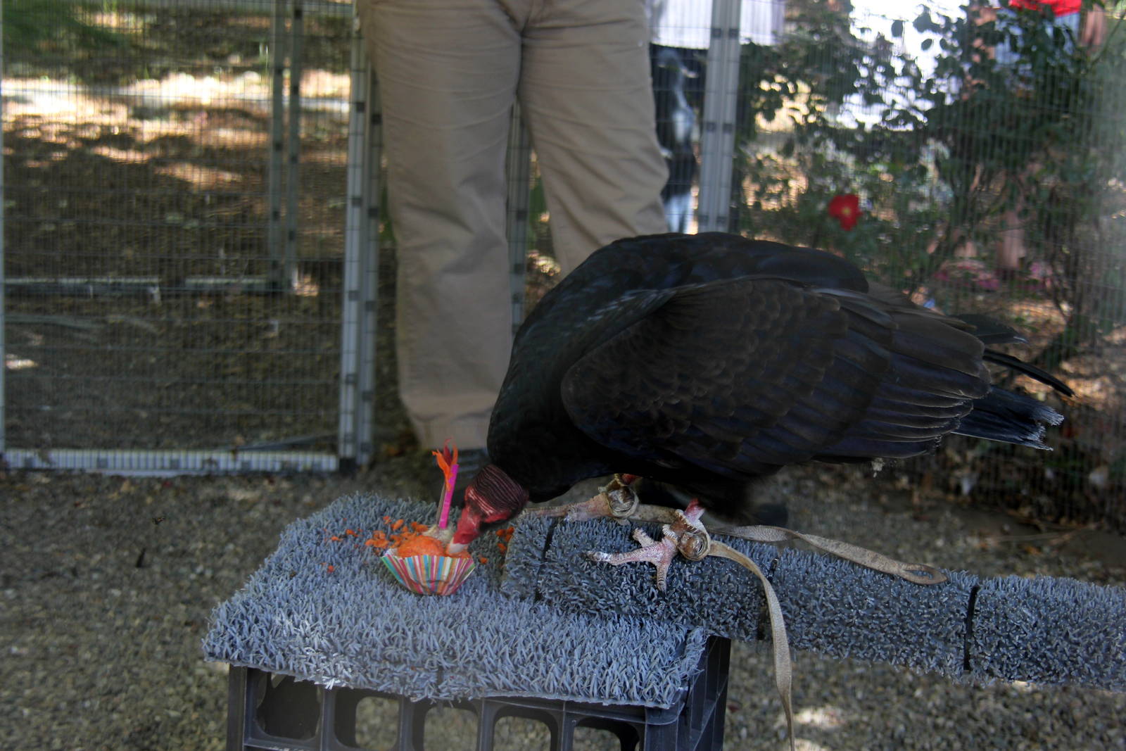 2014 Lindsay Wildlife Museum